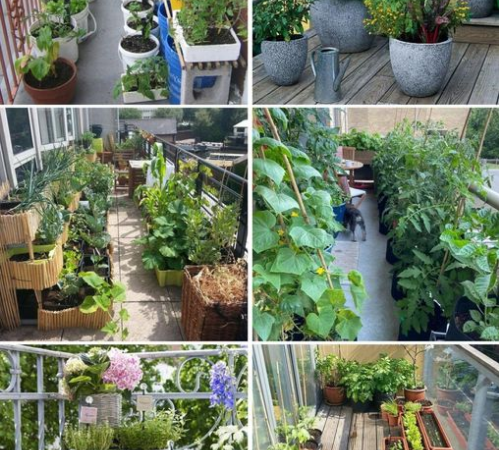Creating an Abundant Balcony Garden: Fresh Food All Year Round
