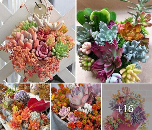 Captivating Color: How to Create a Stunning Succulent Arrangement