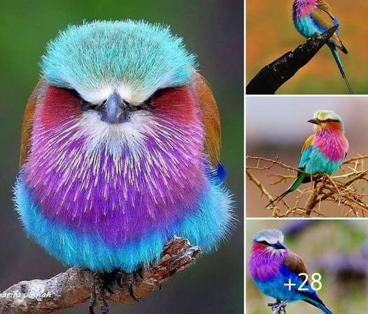 Unveiling the Lilac-Breasted Roller: Africa’s Dazzling Avian Jewel