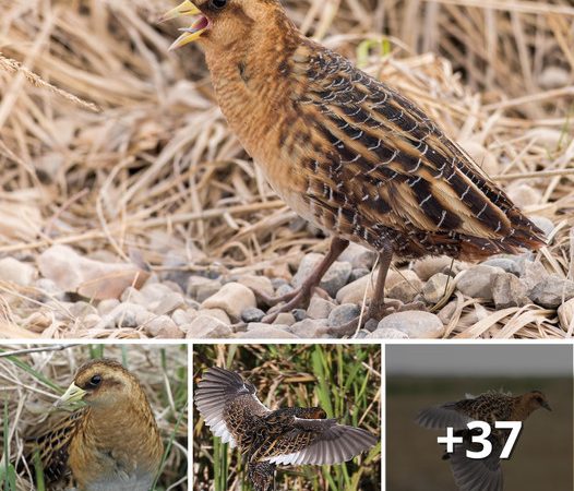 The Elusive Yellow Rail: A Mysterious Marsh-Dweller of North America