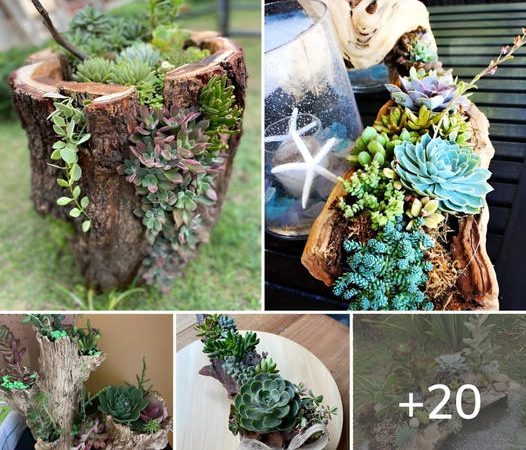 20 Creative Driftwood Succulent Planter Ideas for Your Home Decor