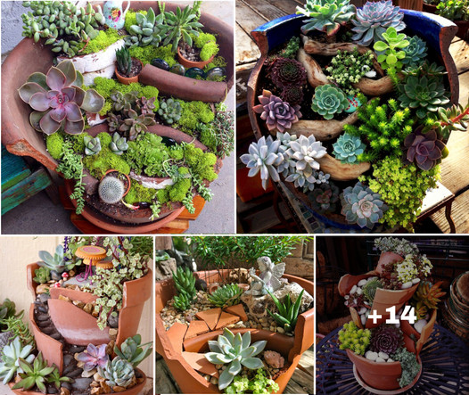 Unveiling the Beauty of Imperfection: Transforming Broken Pots into Succulent Gardens