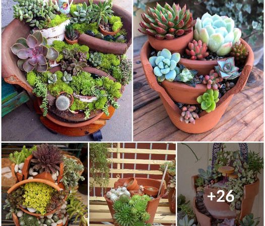 From Shattered to Stunning: Creative Succulent Decor Ideas for Broken Pots