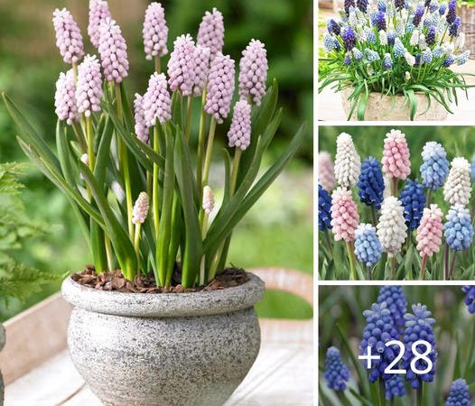 11 Techniques for Cultivating Muscari Flowers in Containers