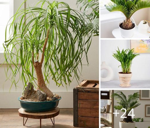 Top 21 Indoor Palm Trees for Your Home