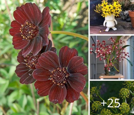15 Beautiful Chocolate-Scented Plants