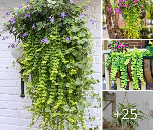 10 Exquisite Trailing Foliage Plants Perfect for Hanging Baskets and Window Boxes